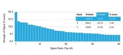 Protein Array: HDAC6 Antibody (PCRP-HDAC6-1A4) - Azide and BSA Free [NBP3-14206]