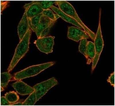 Immunocytochemistry/ Immunofluorescence: HDAC6 Antibody (PCRP-HDAC6-1A4) [NBP3-13824]