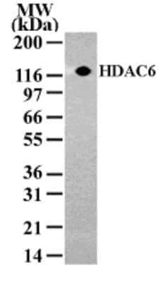 Western Blot: HDAC6 AntibodyBSA Free [NB100-56343]