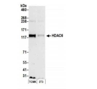 Western Blot: HDAC6 Antibody [NB100-61065]