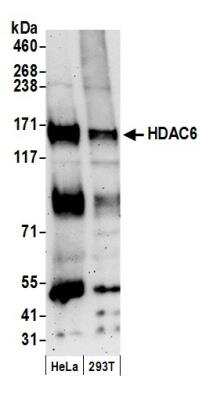 Western Blot: HDAC6 Antibody [NB100-61065]