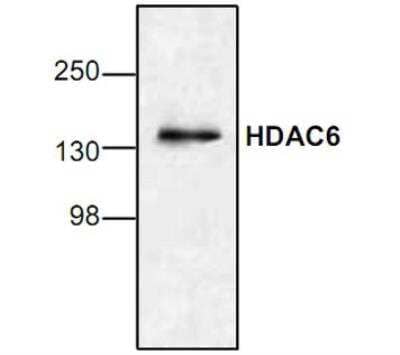 Western Blot: HDAC6 Antibody [NBP1-45611]