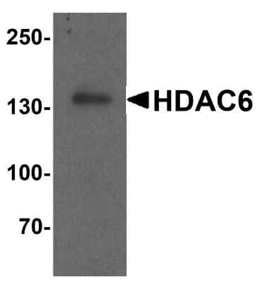 Western Blot: HDAC6 AntibodyBSA Free [NBP2-41286]