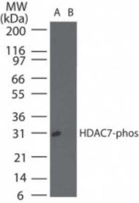 Western Blot: HDAC7 [p Ser155] Antibody [NBP2-24454]