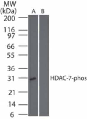 Western Blot: HDAC7 [p Ser318] AntibodyBSA Free [NBP2-03978]