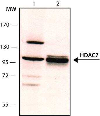 Western Blot: HDAC7 Antibody [NB100-2146]