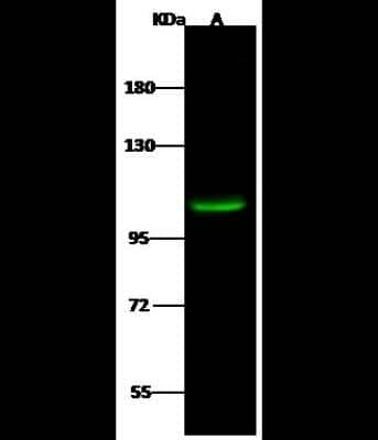 Western Blot: HDAC7 Antibody [NBP2-98759]