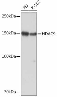 Western Blot: HDAC9 Antibody (3L5E5) [NBP3-16097]