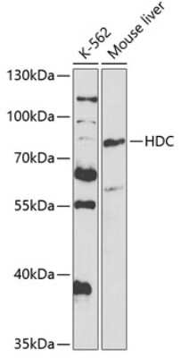 Western Blot: HDC AntibodyBSA Free [NBP3-05048]