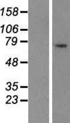 Western Blot: HDC Overexpression Lysate [NBP2-08147]