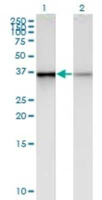 Western Blot: HDC2/PHC2 Antibody (1F4) [H00001912-M01]