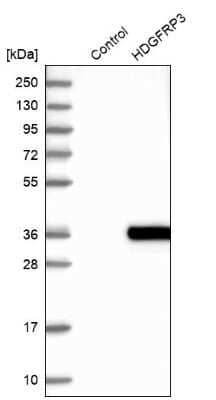 Western Blot: HDGFRP3 Antibody [NBP2-13246]