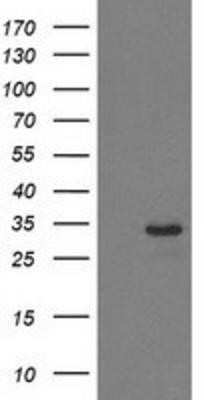 Western Blot: HDHD2 Antibody (OTI4G3)Azide and BSA Free [NBP2-72259]