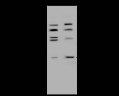 Western Blot: HDHD2 Antibody [NBP2-99209]