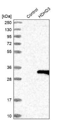 Western Blot: HDHD3 Antibody [NBP1-86707]