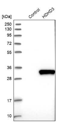 Western Blot: HDHD3 Antibody [NBP1-86708]