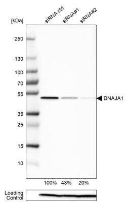 Western Blot: HDJ2 Antibody [NBP1-88019]