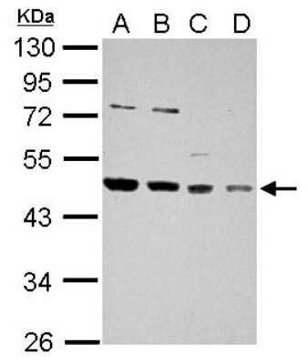 Western Blot: HDJ2 Antibody [NBP2-16799]