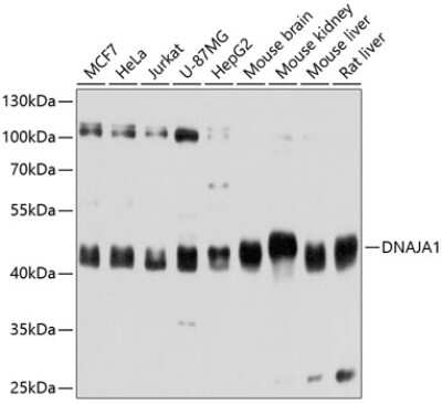 Western Blot: HDJ2 AntibodyAzide and BSA Free [NBP3-03520]