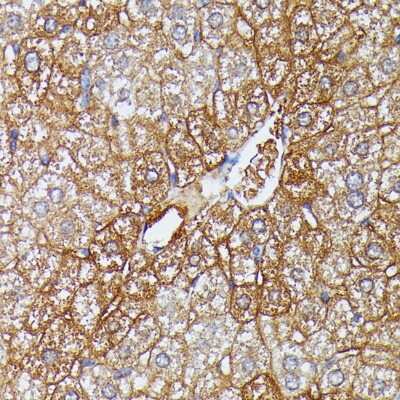 Immunohistochemistry-Paraffin: HDLBP Antibody - Azide and BSA Free [NBP3-04382]