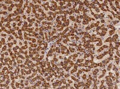 Immunohistochemistry-Paraffin: HDLBP Antibody [NBP3-05989]