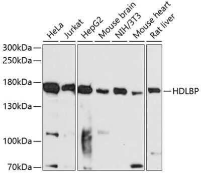 Western Blot: HDLBP AntibodyAzide and BSA Free [NBP3-04382]