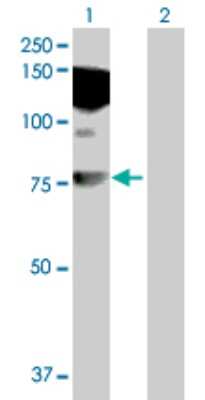 Western Blot: HDX Antibody [H00139324-B01P]