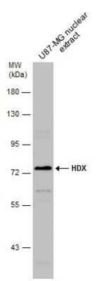 Western Blot: HDX Antibody [NBP3-12888]