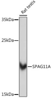 Western Blot: HE2 AntibodyAzide and BSA Free [NBP3-15588]