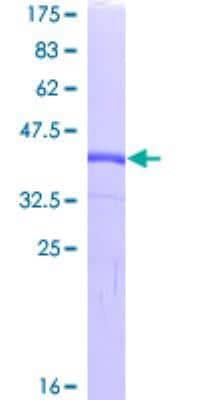 SDS-PAGE: Recombinant Human HE4/WFDC2 GST (N-Term) Protein [H00010406-P01]