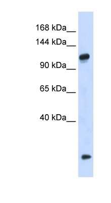 Western Blot: HEATR4 Antibody [NBP1-79609]