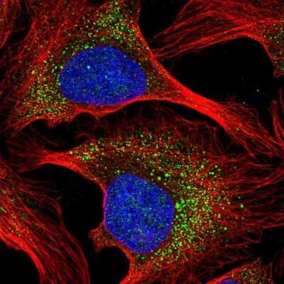 Immunocytochemistry/ Immunofluorescence: HEBP1 Antibody [NBP2-49224]