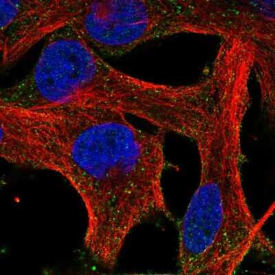 Immunocytochemistry/ Immunofluorescence: HEBP1 Antibody [NBP2-57944]