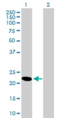 Western Blot: HEBP1 Antibody [H00050865-B01P]