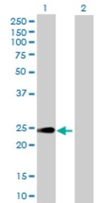 Western Blot: HEBP1 Antibody [H00050865-B02P]