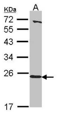 Western Blot: HEBP1 Antibody [NBP2-14977]