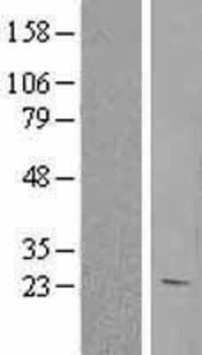 Western Blot: HEBP1 Overexpression Lysate [NBL1-11497]