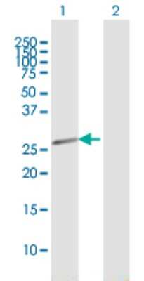 Western Blot: HEBP2 Antibody [H00023593-B01P]