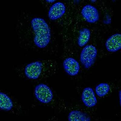 Immunocytochemistry/ Immunofluorescence: HECTD1 Antibody [NBP2-58487]