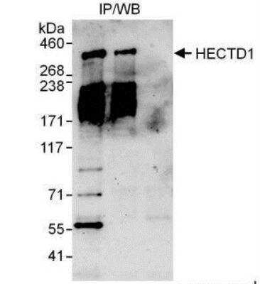 Immunoprecipitation: HECTD1 Antibody [NBP1-49926]