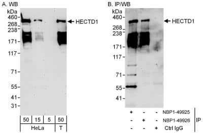 Western Blot: HECTD1 Antibody [NBP1-49925]