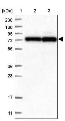 Western Blot: HECTD2 Antibody [NBP1-83481]