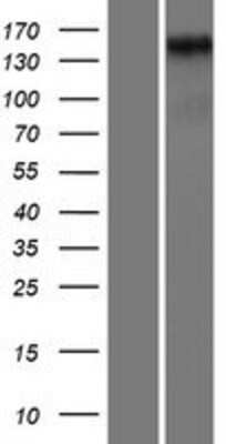 Western Blot: HEG1 Overexpression Lysate [NBP2-06618]