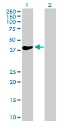 Western Blot: HEMK1 Antibody [H00051409-B01P]