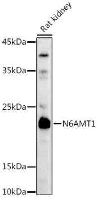 Western Blot: HEMK2 AntibodyAzide and BSA Free [NBP3-03312]