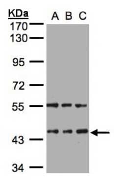 Western Blot: HENMT1 Antibody [NBP1-32620]