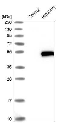 Western Blot: HENMT1 Antibody [NBP1-88330]