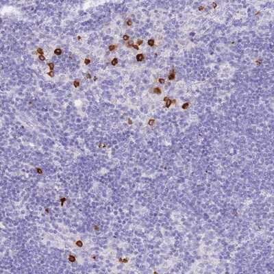 Immunohistochemistry-Paraffin: HERC1 Antibody [NBP2-14088]