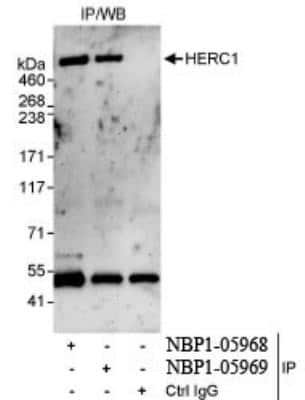 Immunoprecipitation: HERC1 Antibody [NBP1-05968]