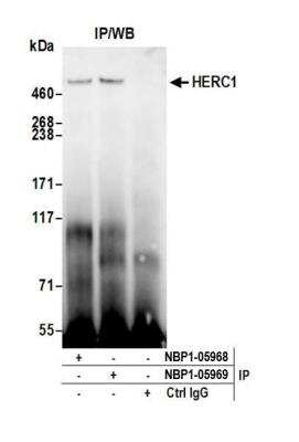 Immunoprecipitation: HERC1 Antibody [NBP1-05969]